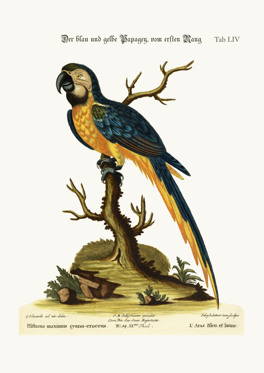 A kék és sárga ara, 1749-73 alkotó: George Edwards