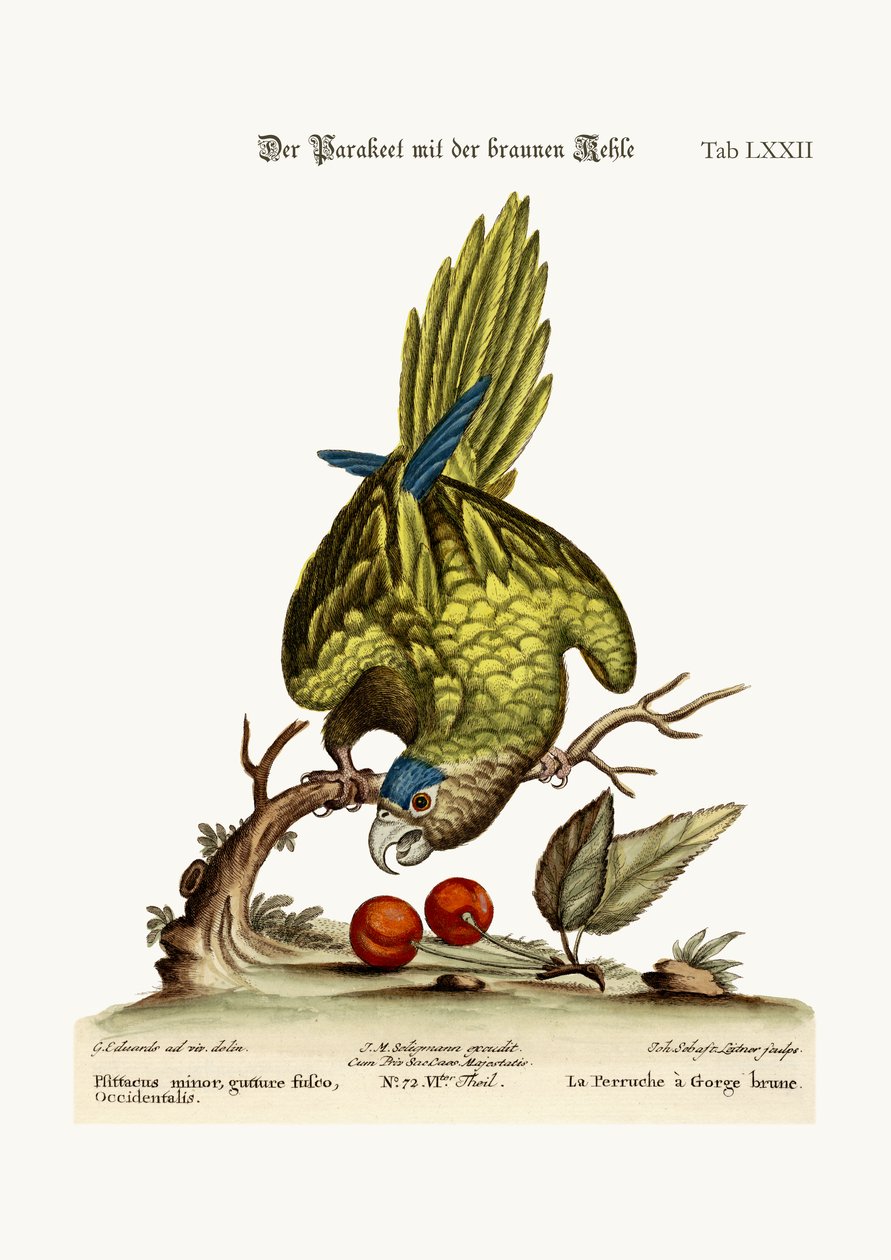 A barnatorkú papagáj, 1749-73 alkotó: George Edwards