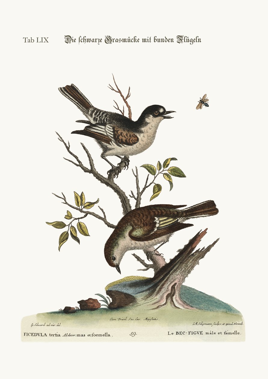 A kakas hideg pinty. A tyúk hideg pinty, 1749-73 alkotó: George Edwards