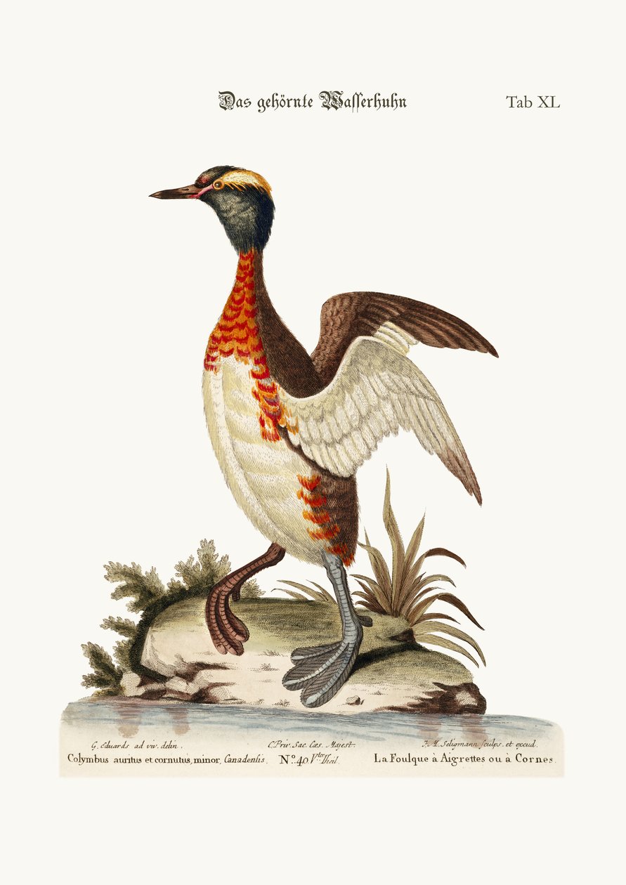 A füles vagy szarvas kismama, 1749-73 alkotó: George Edwards