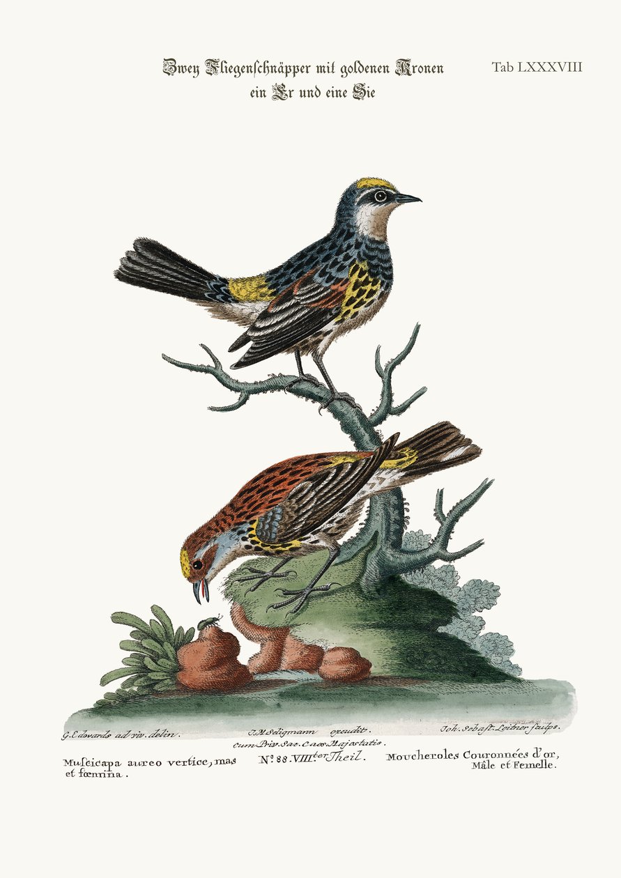 Az aranykoronás légykapók, kakas és tyúk, 1749-73 alkotó: George Edwards