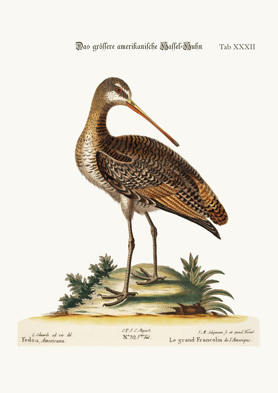 The Greater American Godwit, 1749-73 alkotó: George Edwards