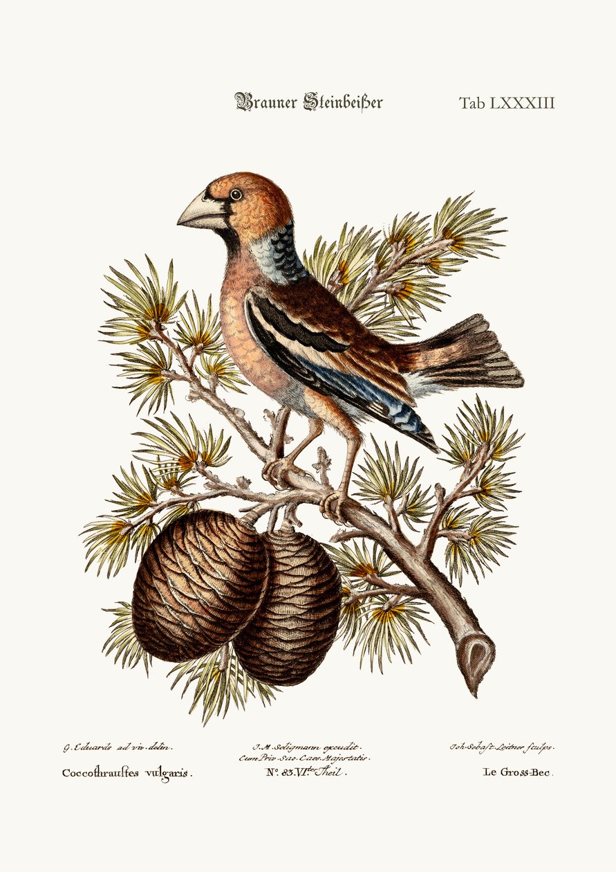 The Gros-Beak vagy Haw-Pinch, 1749-73 alkotó: George Edwards