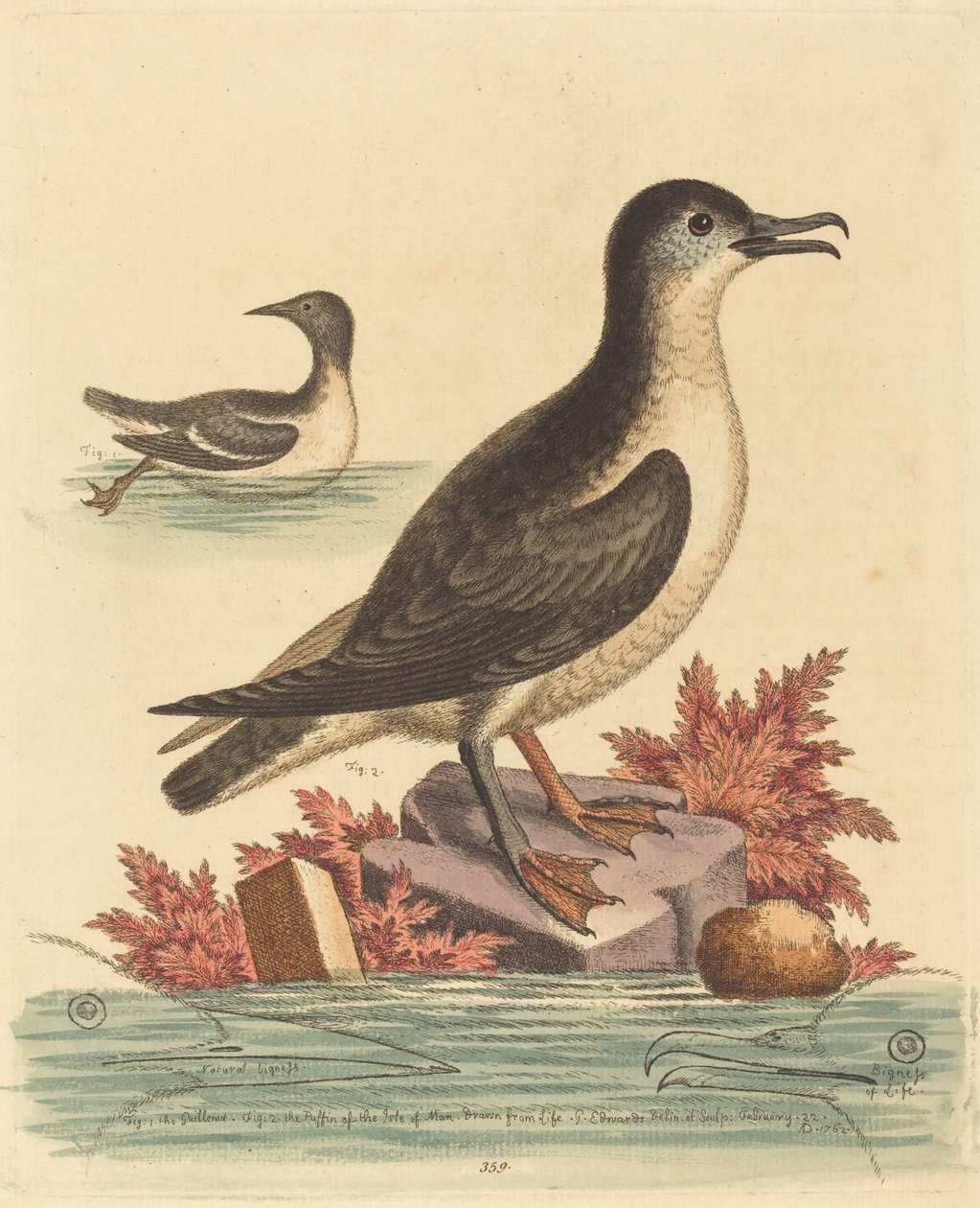 A Guillemot és a Man-szigeti Puffin, 1762. alkotó: George Edwards