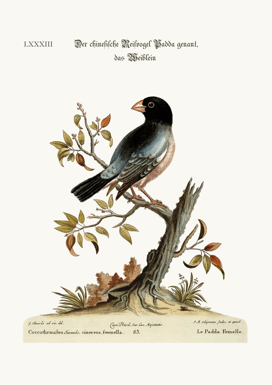 A Padda tyúk vagy rizsmadár, 1749-73 alkotó: George Edwards