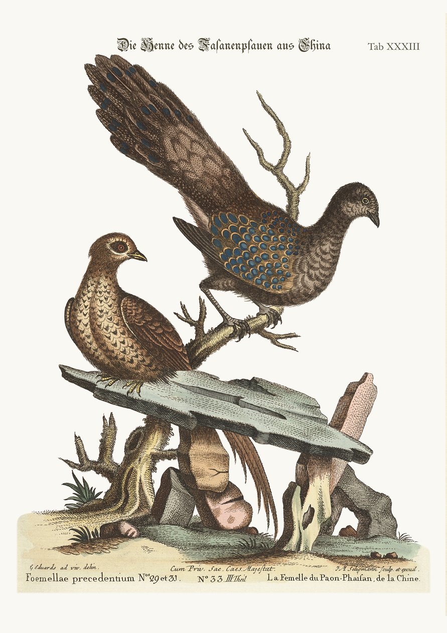 A tyúkpáva fácán Kínából, 1749-73 alkotó: George Edwards