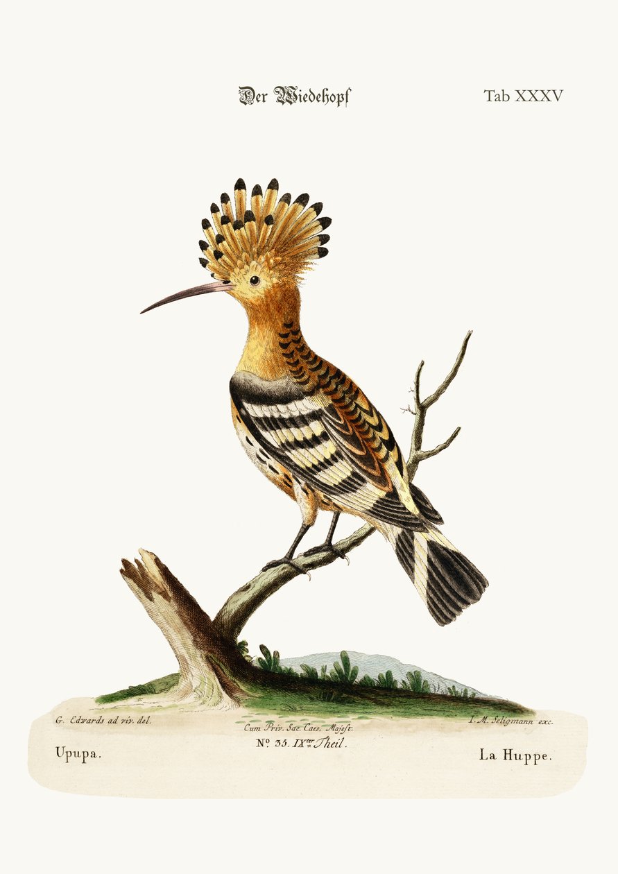 The Hoopoe, 1749-73 alkotó: George Edwards