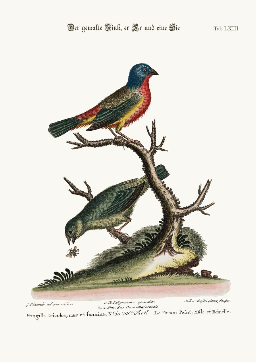 A festett pinty, kakas és tyúk, 1749-73 alkotó: George Edwards