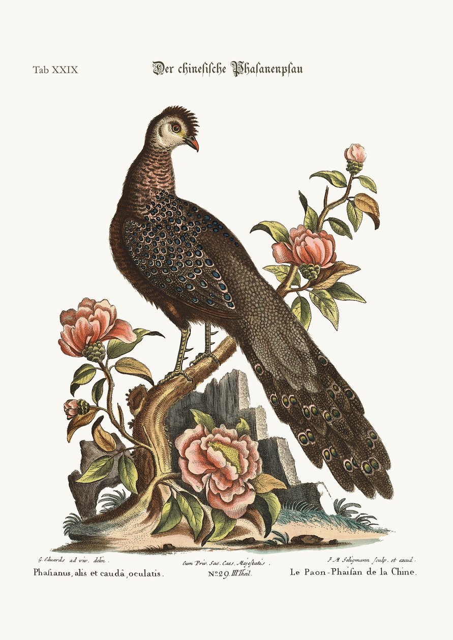 A páva fácán Kínából, 1749-73 alkotó: George Edwards