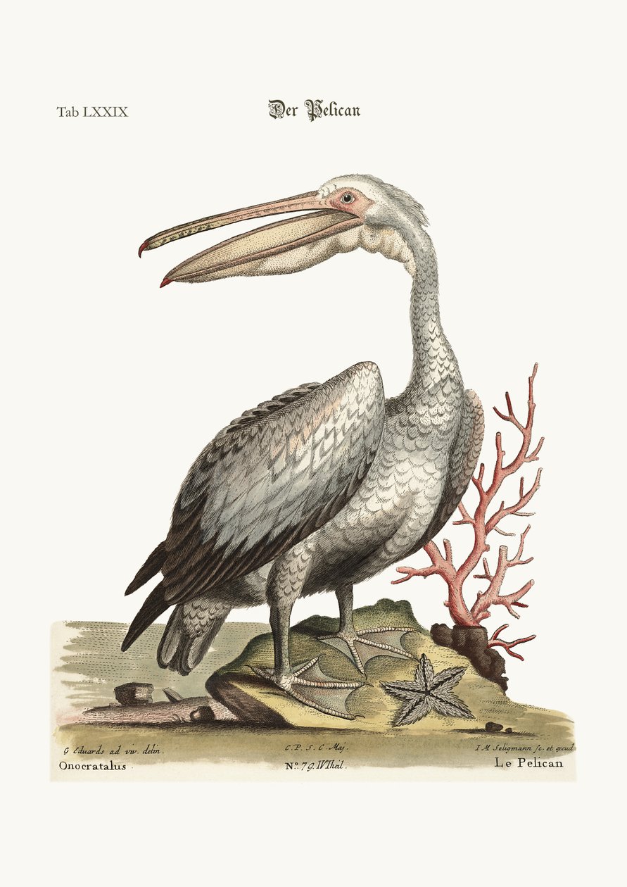 A Pelikán, 1749-73 alkotó: George Edwards