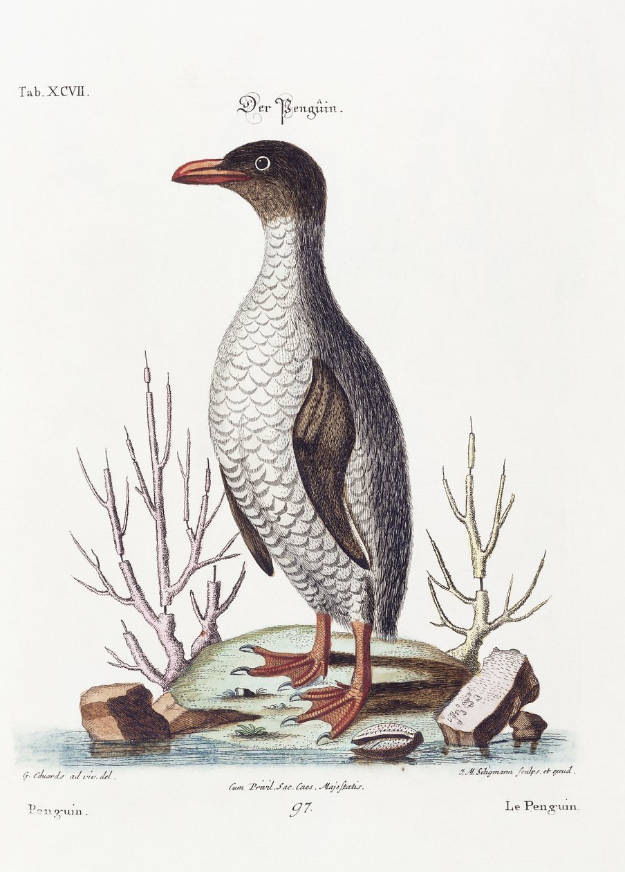 A pingvin, 1770 alkotó: George Edwards