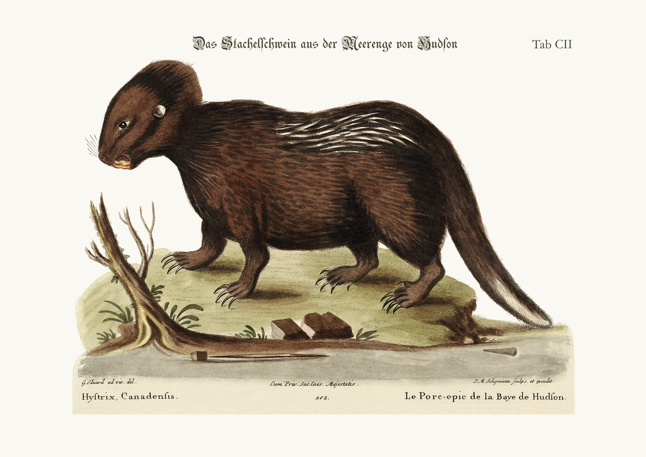 Porcupine a Hudson-öbölből, 1749-73 alkotó: George Edwards
