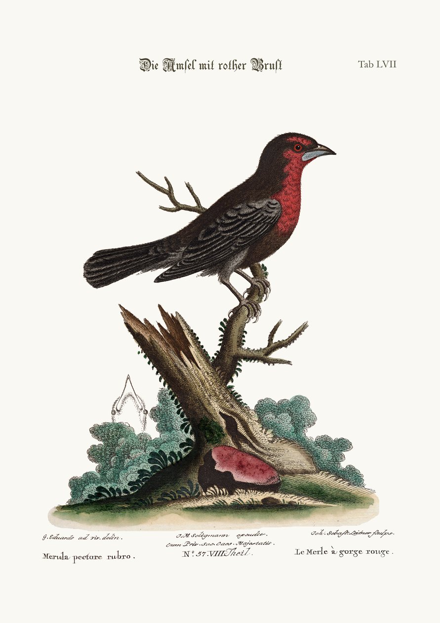 A vörös mellű feketemadár, 1749-73 alkotó: George Edwards