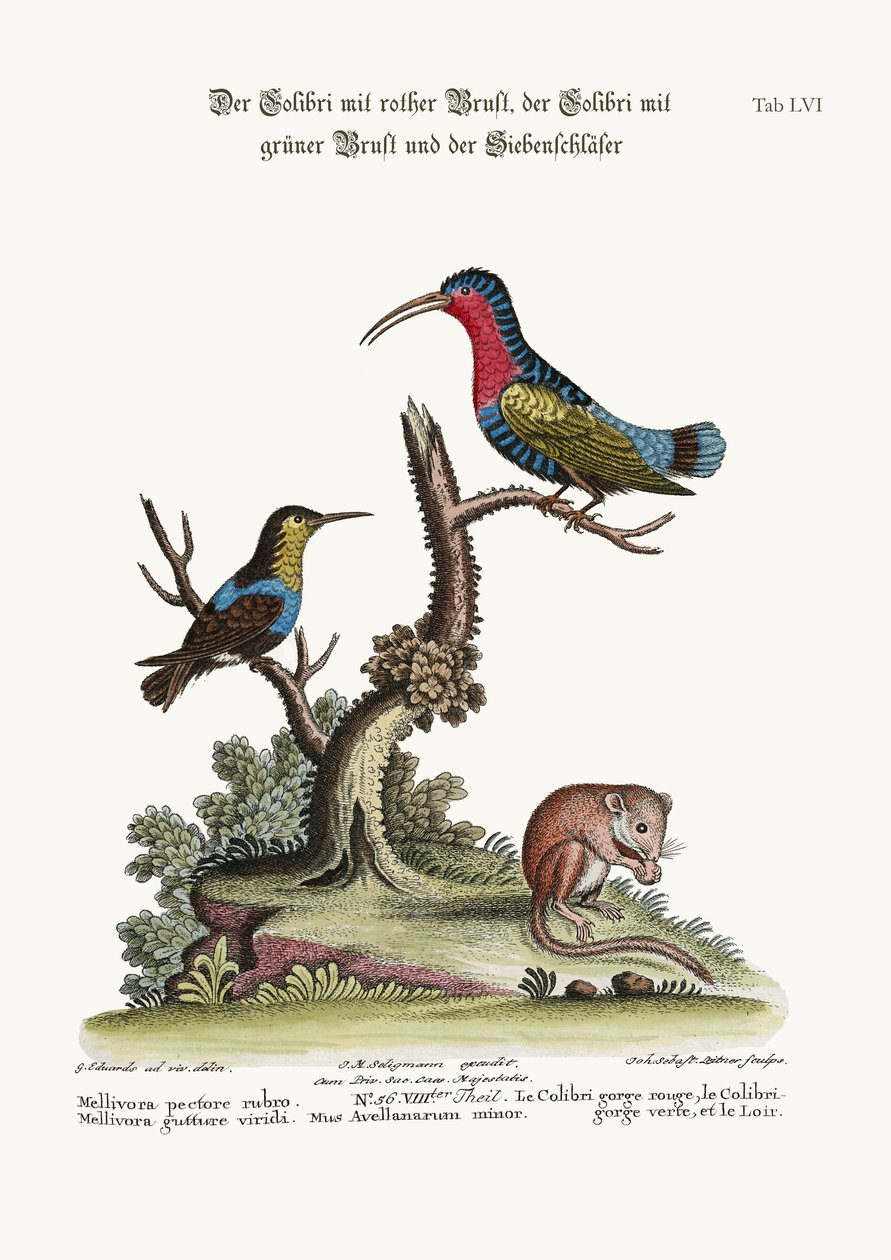 A vörösmellű kolibri, a zöldtorkú kolibri és a dormouse, 1749-73 alkotó: George Edwards