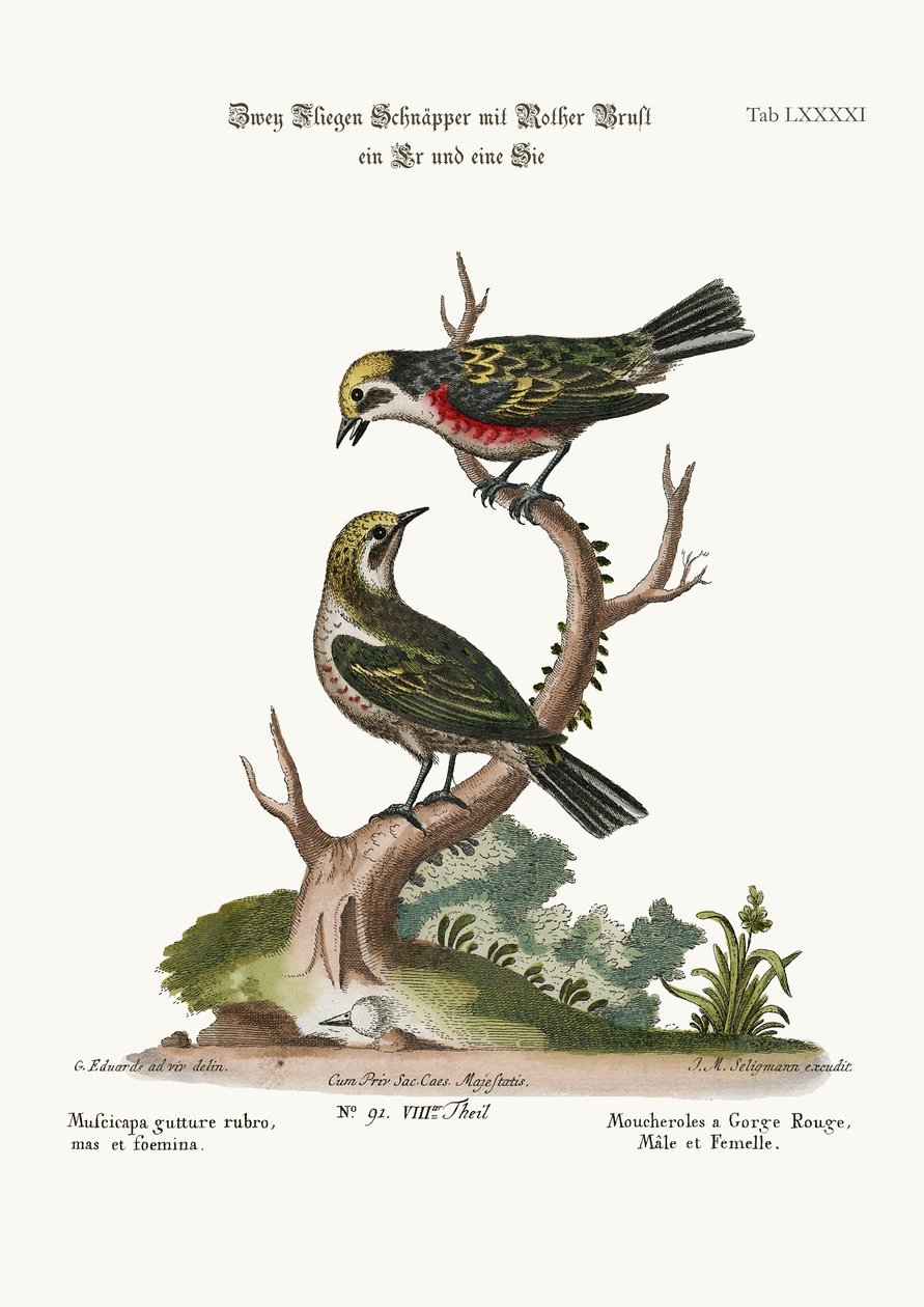 Vöröstorkú légykapók, kakas és tyúk, 1749-73 alkotó: George Edwards