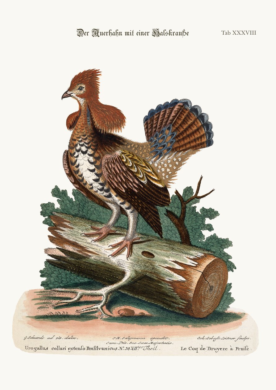 The Ruffed Heath-Cock vagy Grous, 1749-73 alkotó: George Edwards