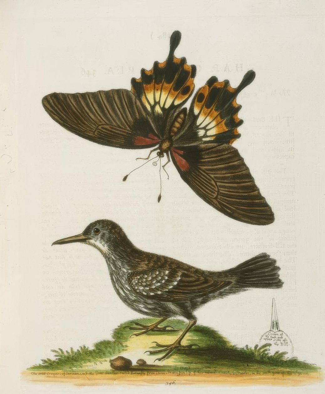 A Surinami Wallcreeper. / The Wall Climbing of Suriname alkotó: George Edwards