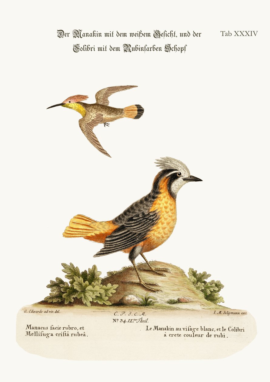 A fehérarcú manakin és a rubin tarajos kolibri, 1749-73 alkotó: George Edwards