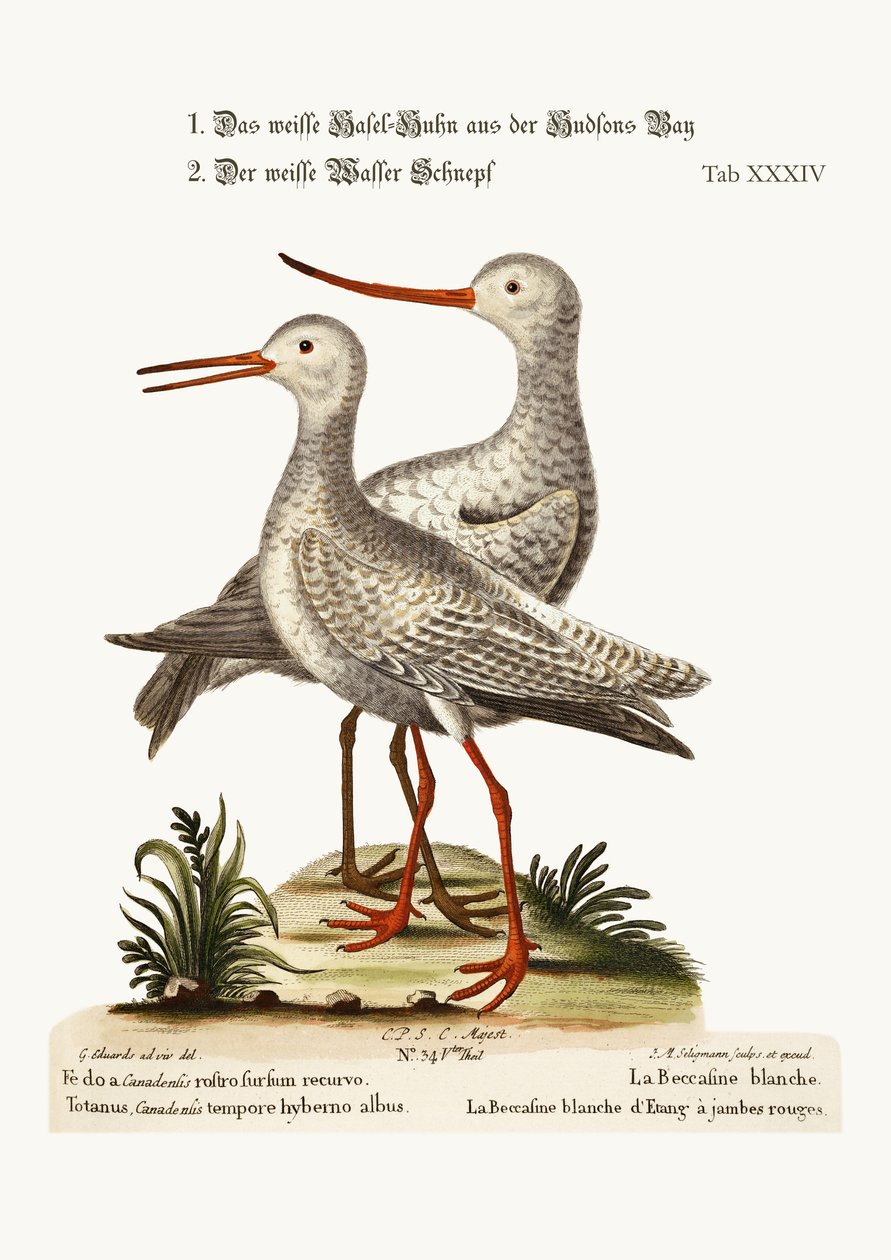 Fehér Godwit a Hudson-öbölből. The White Red Shank vagy Pool-Snipe, 1749-73 alkotó: George Edwards