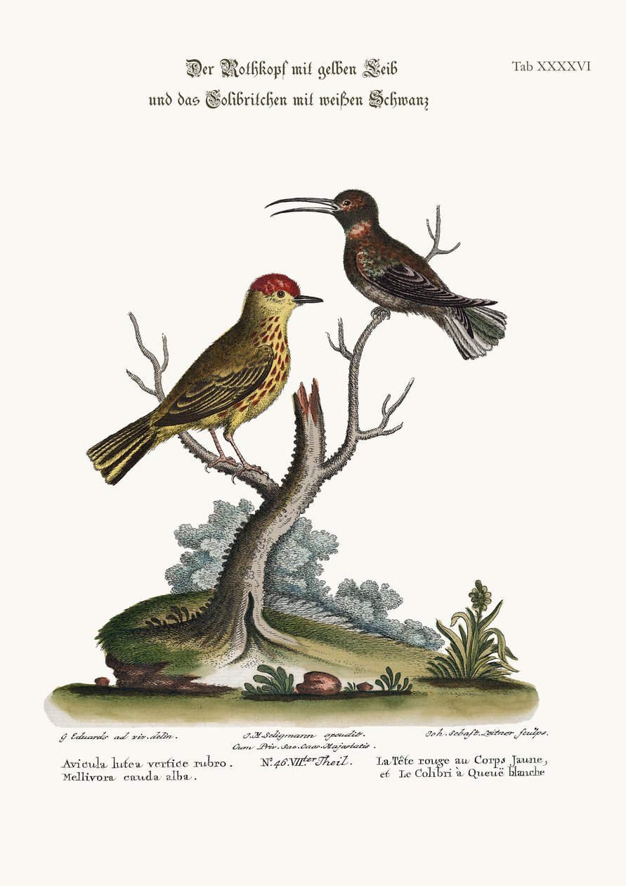 A sárga vörös pólus és a fehérfarkú kolibri, 1749-73 alkotó: George Edwards
