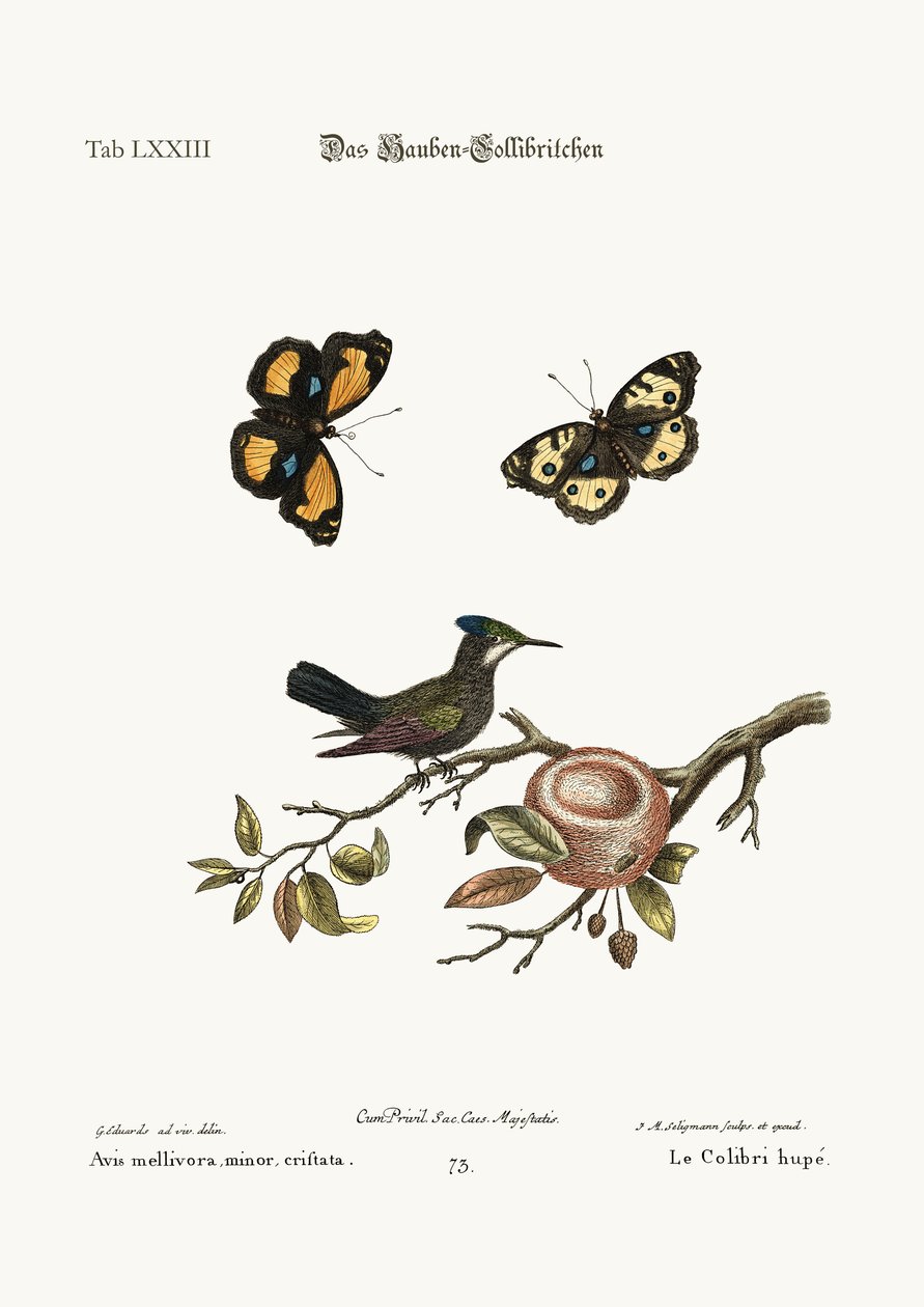 A tarajos kolibri, 1749-73 alkotó: George Edwards