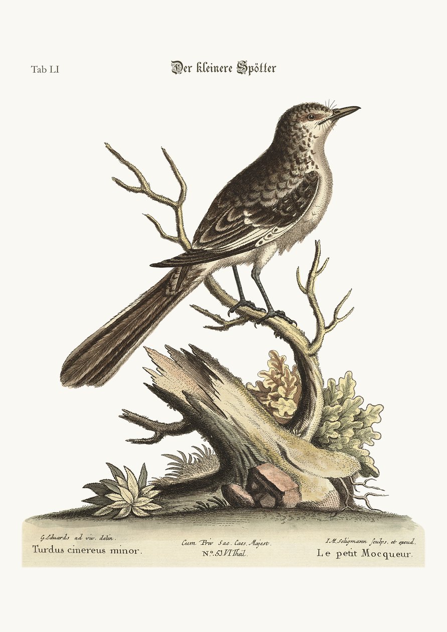 A kisebbik gúnymadár, 1749-73 alkotó: George Edwards