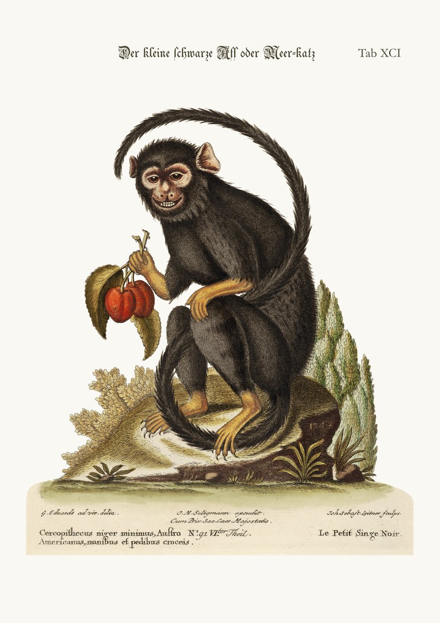 A kis fekete majom, 1749-73 alkotó: George Edwards