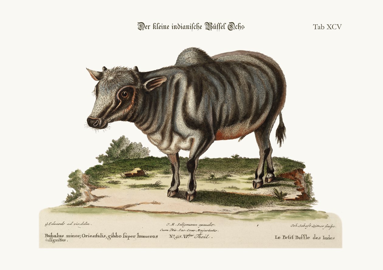A kis indiai bivaly, 1749-73 alkotó: George Edwards