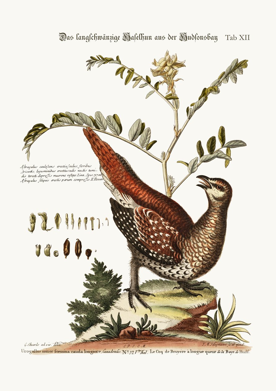 A hosszú farkú Grous a Hudson-öbölből, 1749-73 alkotó: George Edwards