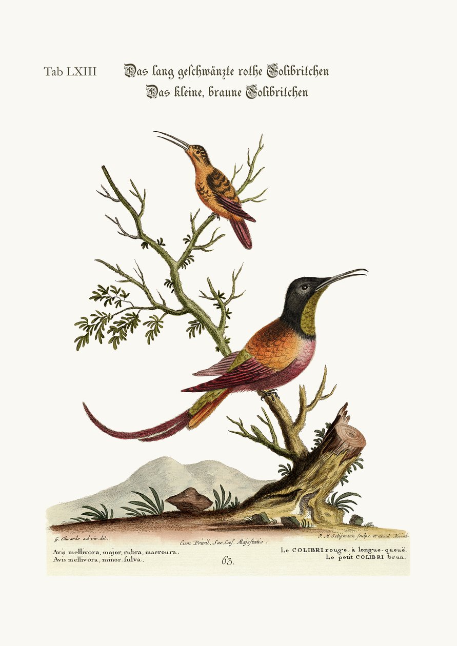 A hosszú farkú vörös kolibri. A kis barna kolibri, 1749-73 alkotó: George Edwards