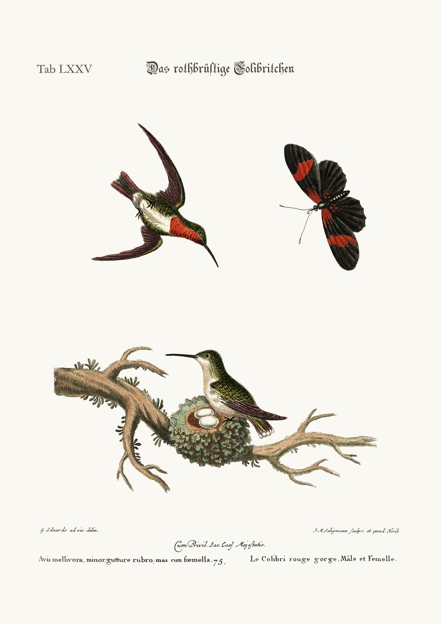A vörös torkú kolibri, 1749-73 alkotó: George Edwards