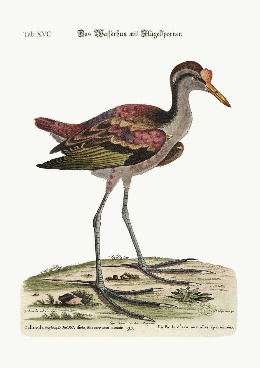 A sarkantyúszárnyú vízi tyúk, 1749-73 alkotó: George Edwards