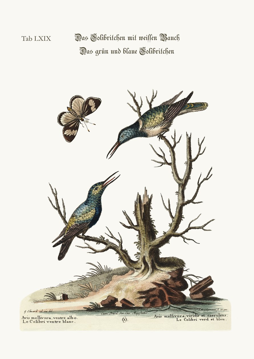 A fehérhasú kolibri. A zöld és kék kolibri, 1749-73 alkotó: George Edwards