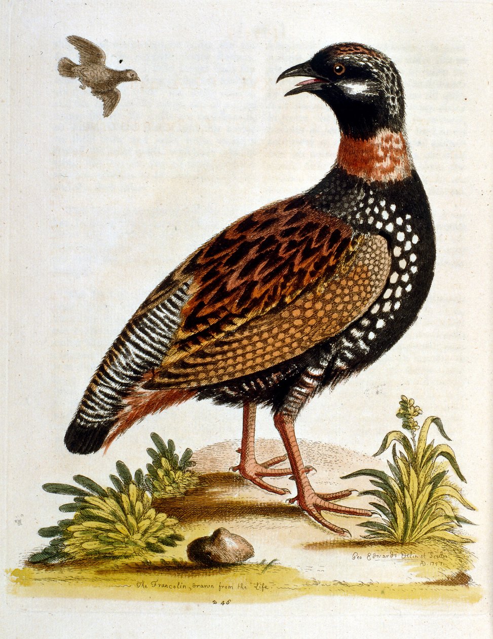 Akvarell illusztráció G Edwards ritka madarakról szóló könyvéből 1750. George Edwards (1694-1773) brit természettudós és ornitológus volt. Sokat utazott Európában, és különösen a természetrajzot, valamint a madarakat tanulmányozta. Elismertséget szerzett alkotó: George Edwards