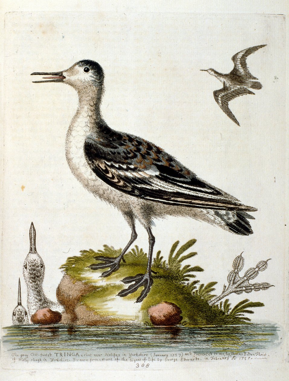Akvarell illusztráció G Edwards ritka madarakról szóló könyvéből 1750. George Edwards (1694-1773) brit természettudós és ornitológus volt. Sokat utazott Európában, és különösen a természetrajzot, valamint a madarakat tanulmányozta. Elismertséget szerzett alkotó: George Edwards