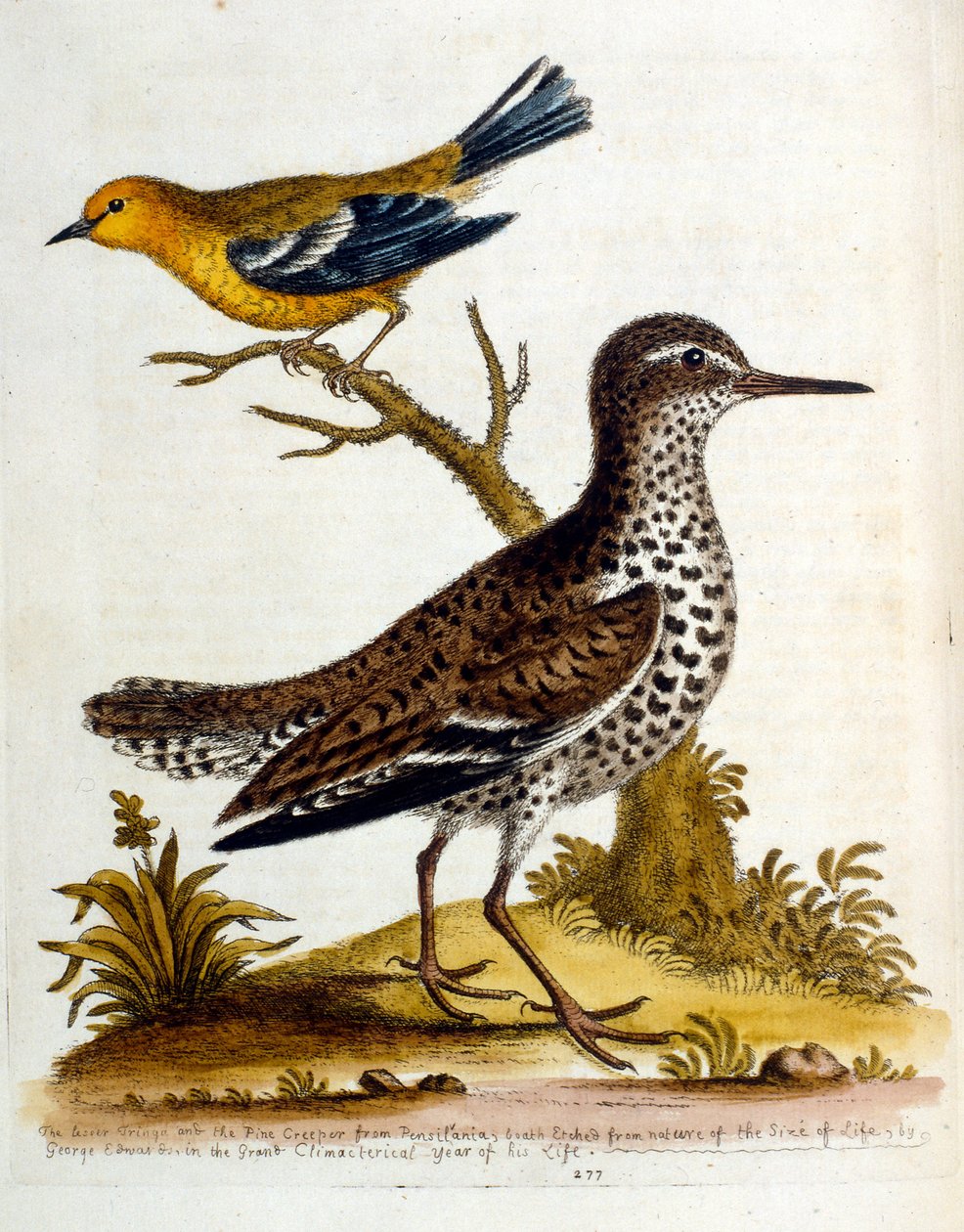 Akvarell illusztráció G Edwards ritka madarakról szóló könyvéből 1750. George Edwards (1694-1773) brit természettudós és ornitológus volt. Sokat utazott Európában, és különösen a természetrajzot, valamint a madarakat tanulmányozta. Elismertséget szerzett alkotó: George Edwards