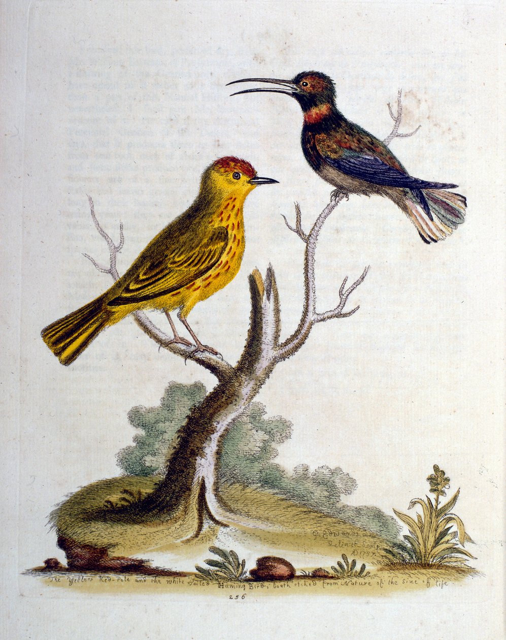 Akvarell illusztráció G Edwards ritka madarakról szóló könyvéből 1750. George Edwards (1694-1773) brit természettudós és ornitológus volt. Sokat utazott Európában, és különösen a természetrajzot, valamint a madarakat tanulmányozta. Elismertséget szerzett alkotó: George Edwards