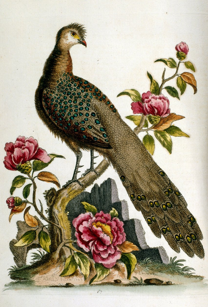 Akvarell illusztráció G Edwards ritka madarakról szóló könyvéből 1750. George Edwards (1694-1773) brit természettudós és ornitológus volt. Sokat utazott Európában, különösen a természetrajzot és a madarakat tanulmányozta. Elismertséget szerzett alkotó: George Edwards