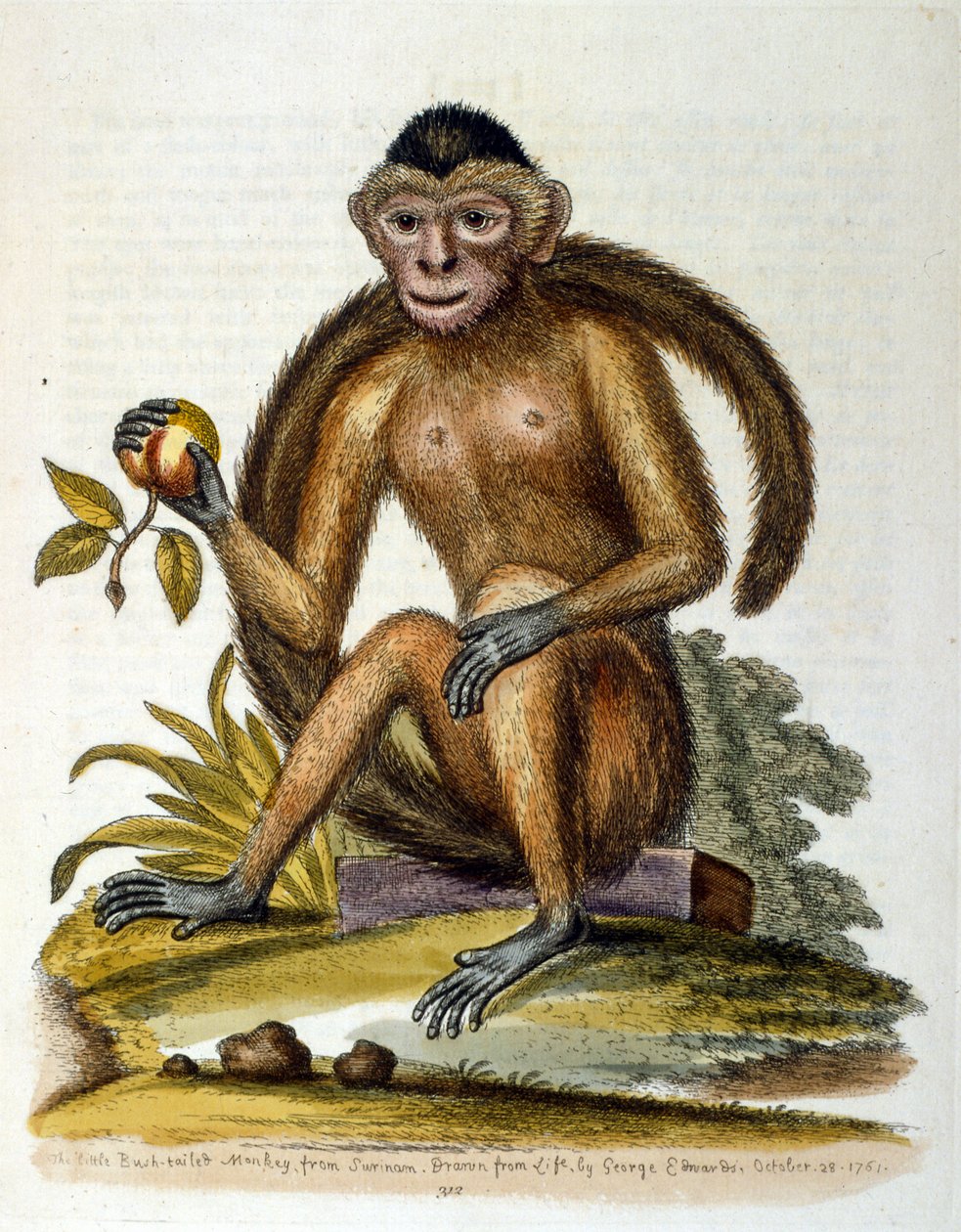 Akvarell illusztráció G Edwards ritka madarakról szóló könyvéből 1750. George Edwards (1694-1773) brit természettudós és ornitológus volt. Sokat utazott Európában, és különösen a természetrajzot, valamint a madarakat tanulmányozta. Elismertséget szerzett alkotó: George Edwards