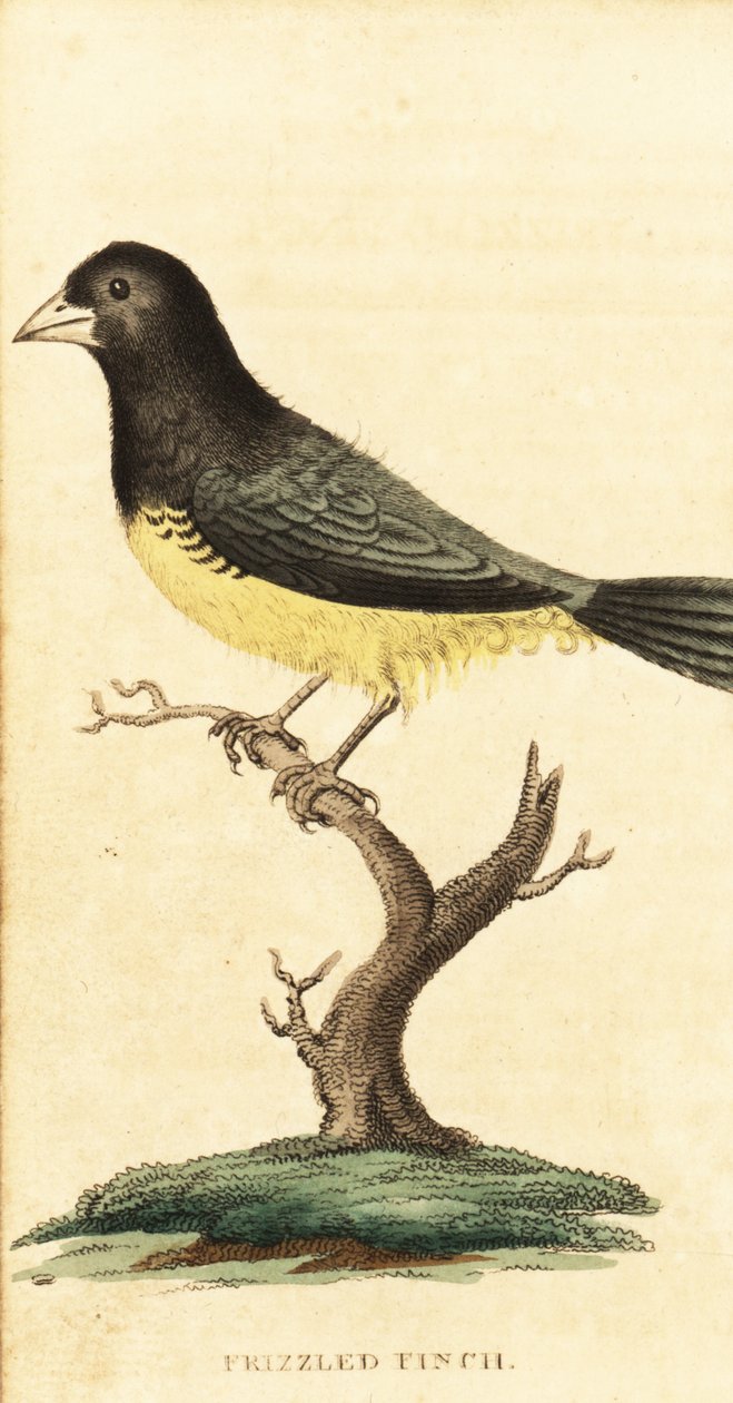 Sárgahasú magvető, Sporophila nigricollis.,1800 (metszet) alkotó: George Edwards