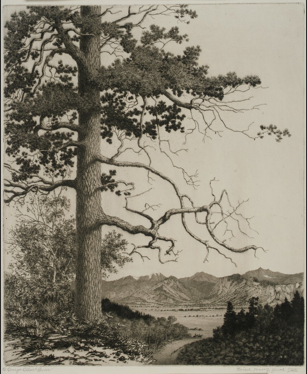 Old Pine, Estes Park alkotó: George Elbert Burr