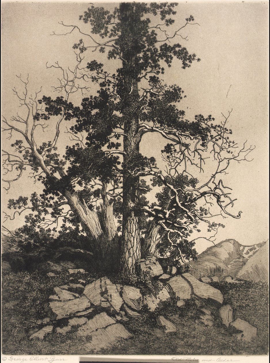 Öreg fenyő és cédrus alkotó: George Elbert Burr