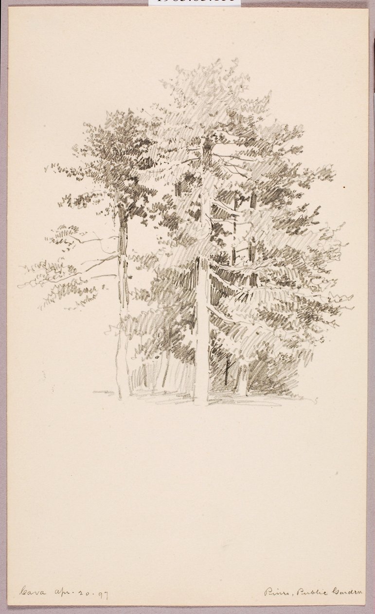 Fenyők, Közkert alkotó: George Elbert Burr