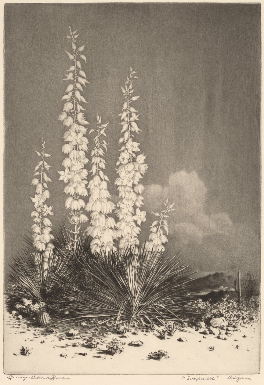 Soapweed, Arizona (2. sz.) alkotó: George Elbert Burr