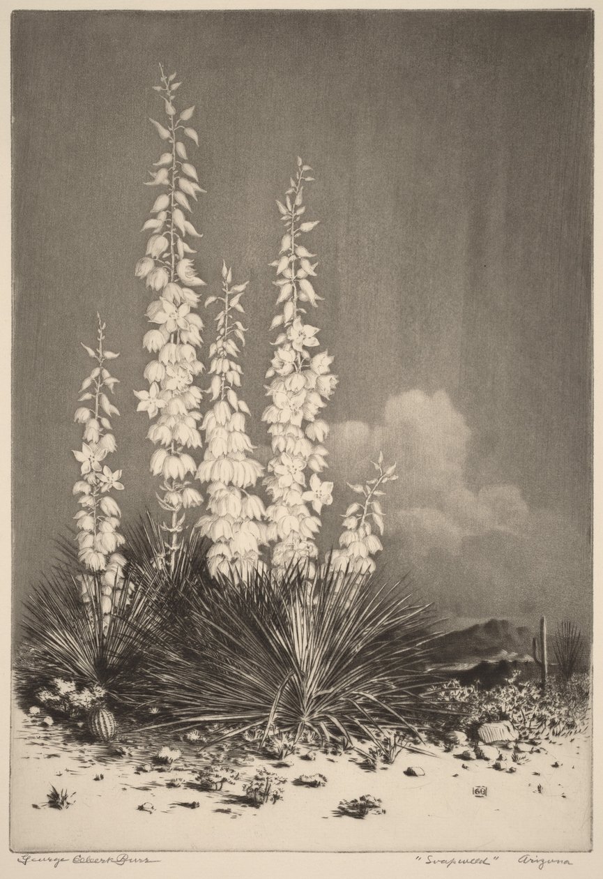 Szappanfű, Arizona (2. szám) alkotó: George Elbert Burr