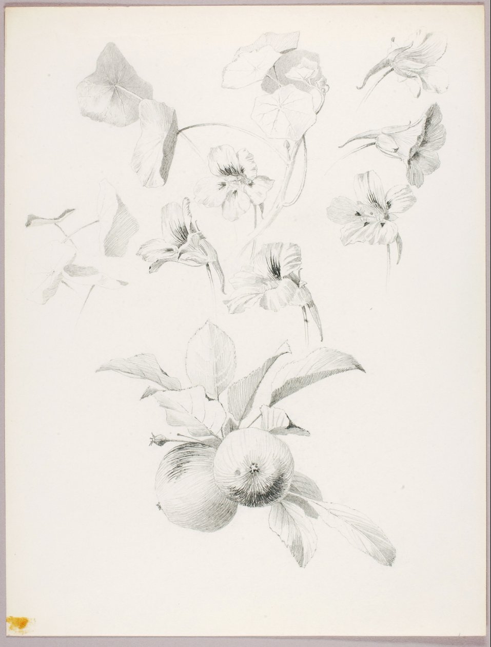 Cím nélkül (Botanikai tanulmány) alkotó: George Elbert Burr