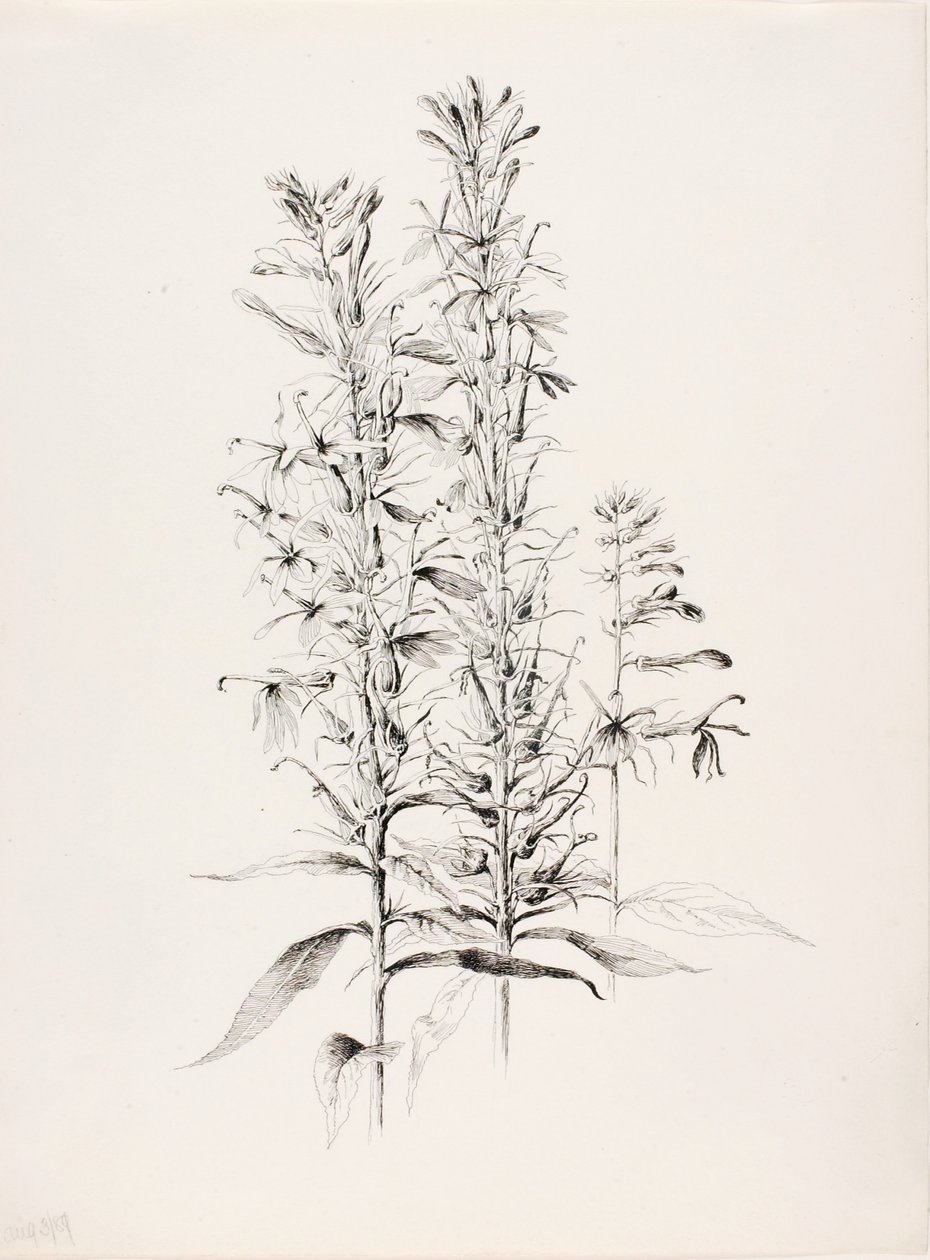 Cím nélkül (Kardinális virág, Lobelia Cardinalis) alkotó: George Elbert Burr