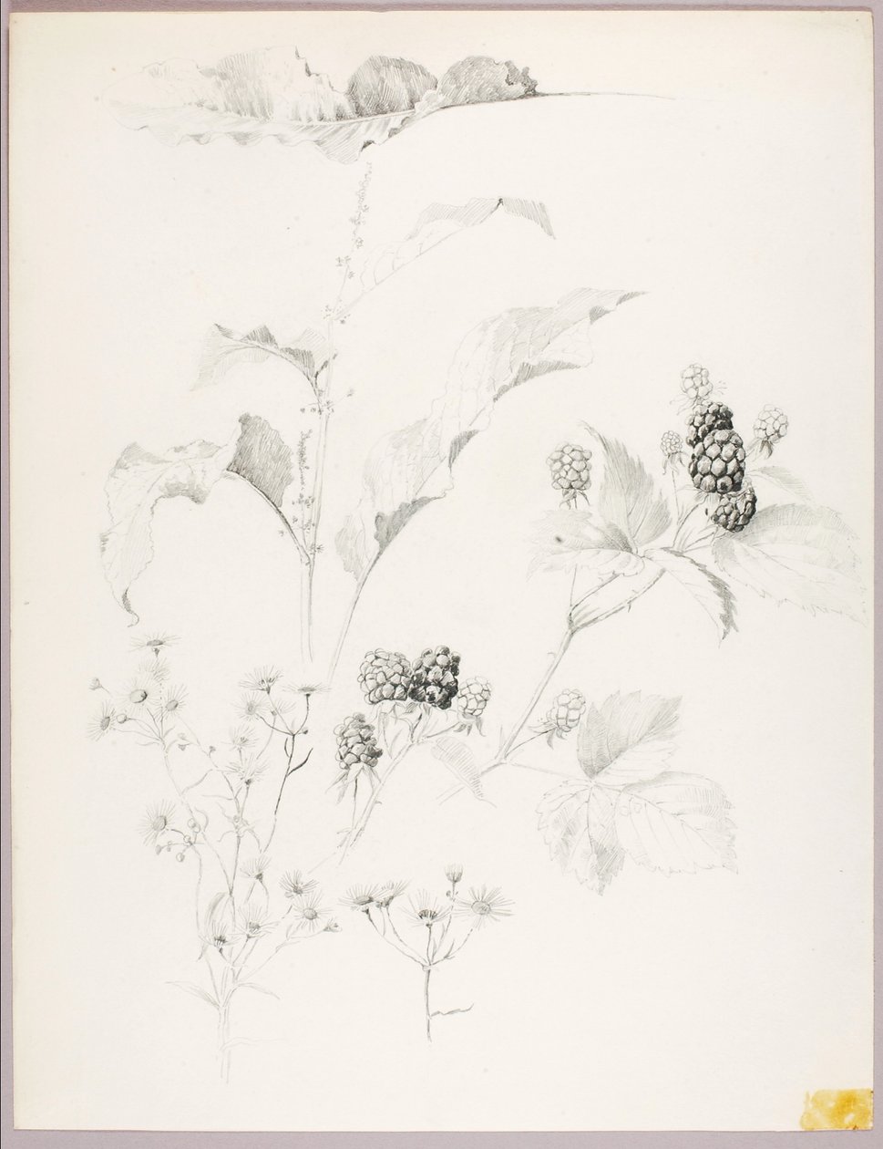 Cím nélkül (Százszorszépek és szeder) alkotó: George Elbert Burr