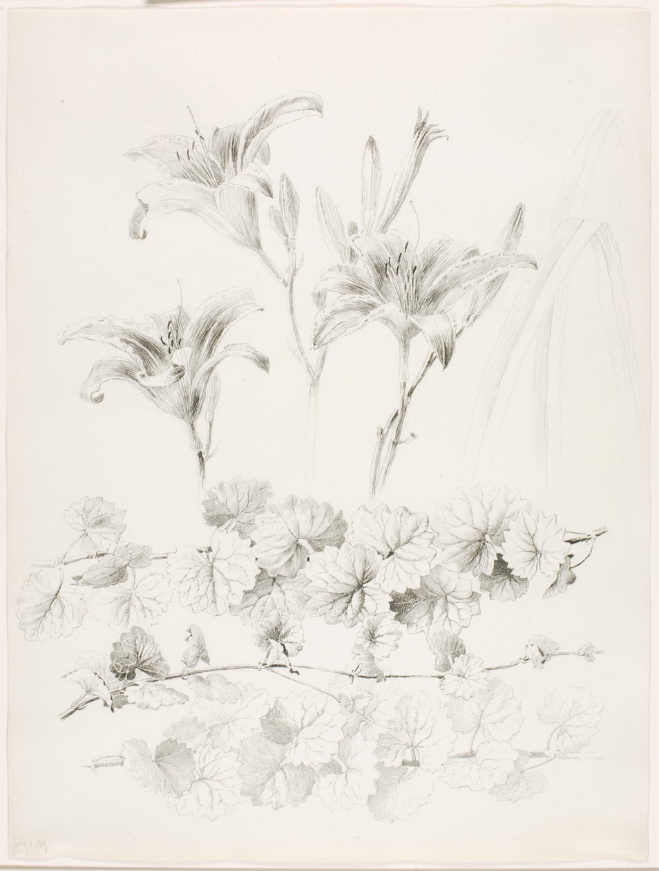 Cím nélkül (Liliom és földi borostyán) (Glecoma Hederacea) alkotó: George Elbert Burr