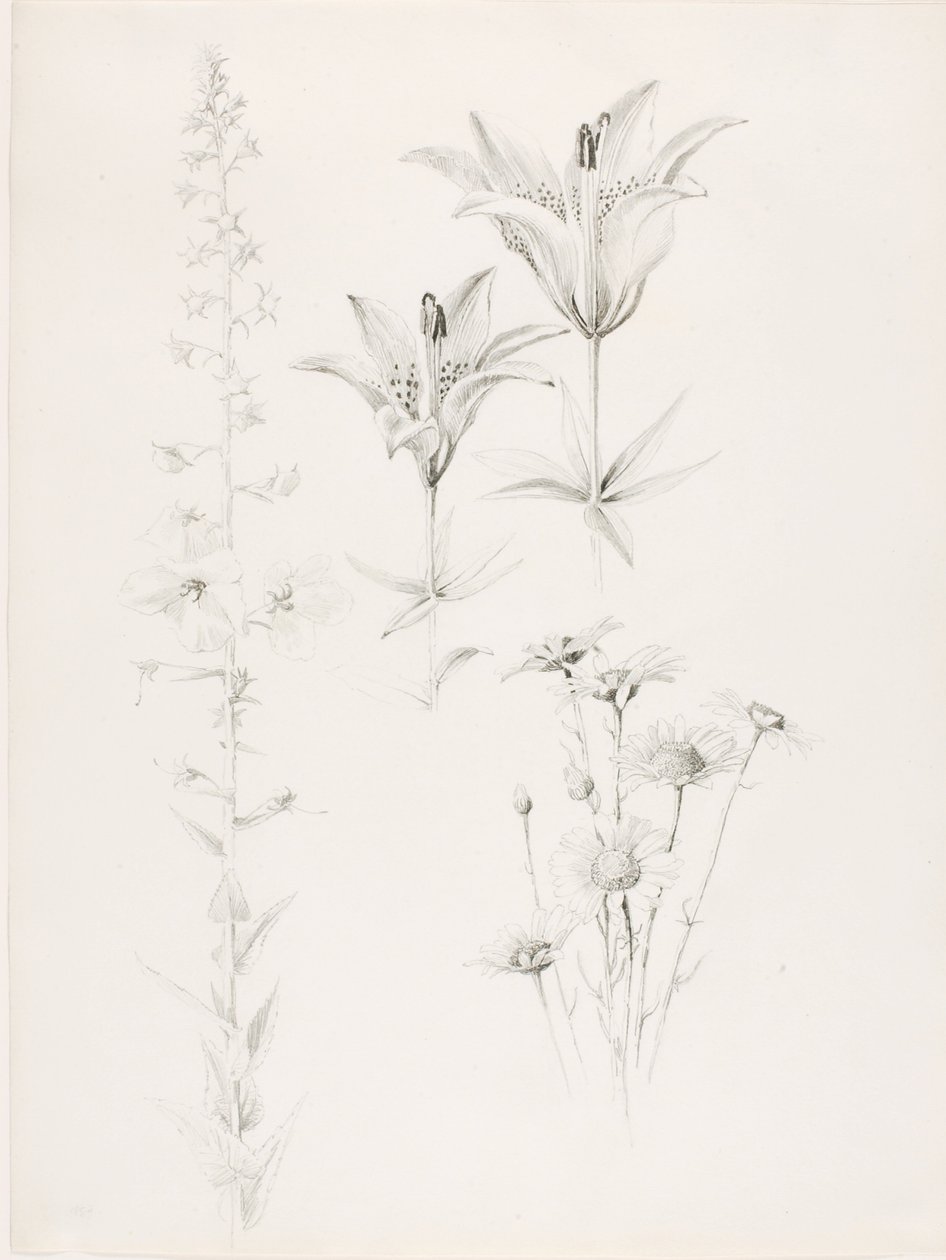 Cím nélkül (Liliom, százszorszép, hibiszkusz) alkotó: George Elbert Burr